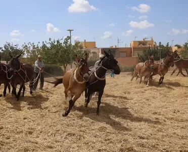 El Encuentro de Trilla alcanza su décimo aniversario en Santa María del Águila