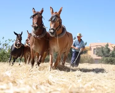 Santa María del Águila vive con un gran ambiente su tradicional Encuentro de Trilla, que ha alcanzado la undécima edición
