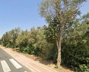 Retirada de árboles de la especie lagunaria en la avenida de la Sal de Almerimar