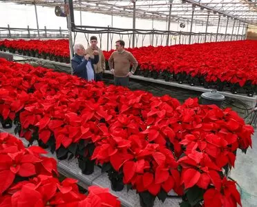 El Ejido sigue liderando a nivel nacional la producción de Flor de Pascua